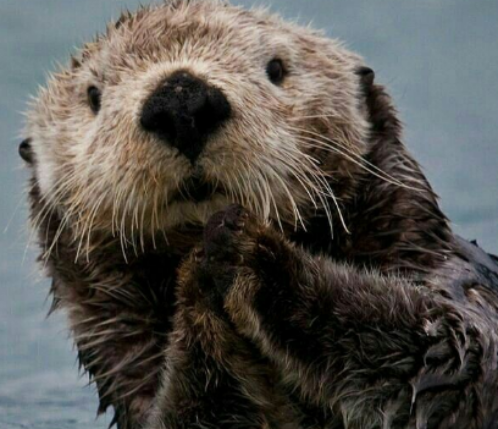 Help Us Name Riverside’s NEW Otter Mascot!